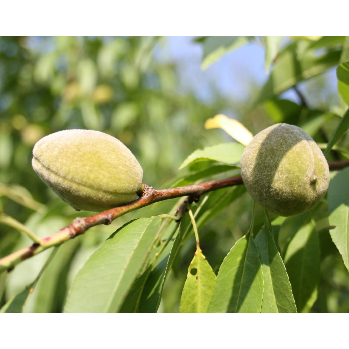 Säulenmandel Ferragnes Brompton