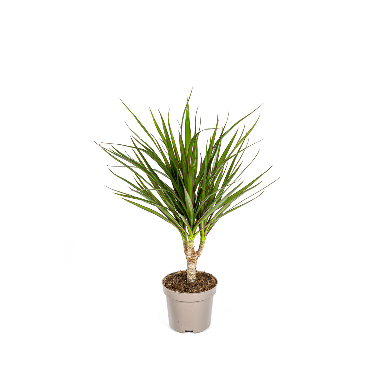 Gerandeter Drachenbaum „Green“, 4 Stück, Topf Ø 12 cm Bild 1