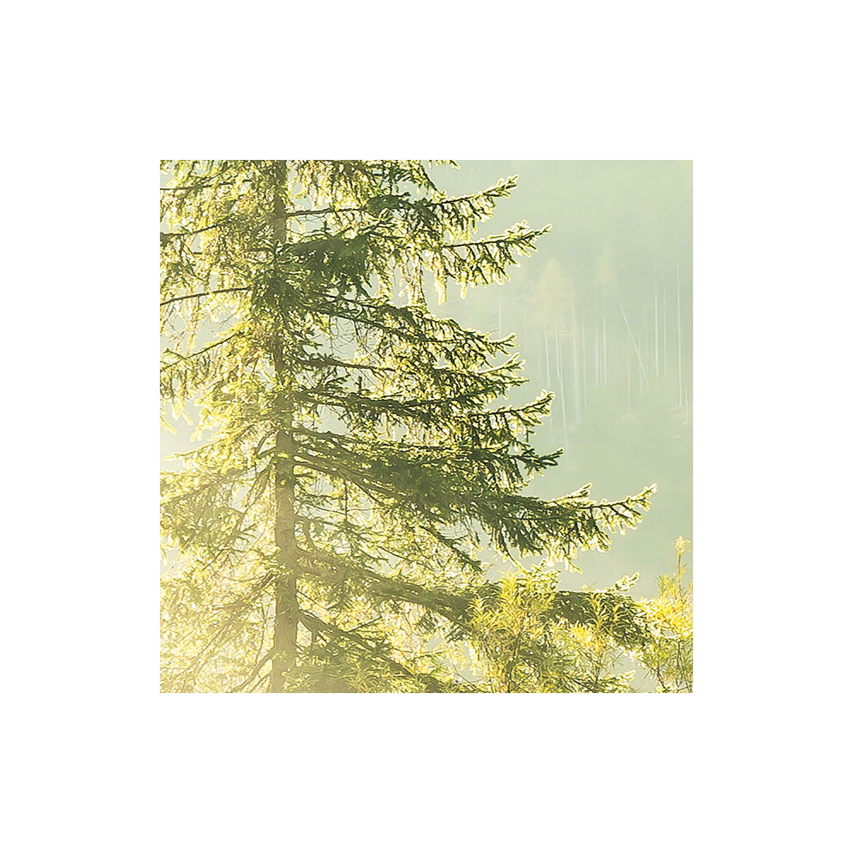 Komar  Vlies Fototapete Indulgence of Beauty 200x250 cm Bild 5