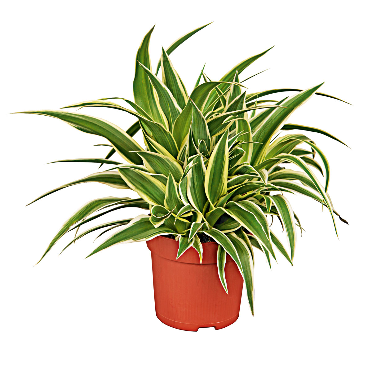 Plantiflor Grünlilie Ocean 25-30 cm T12