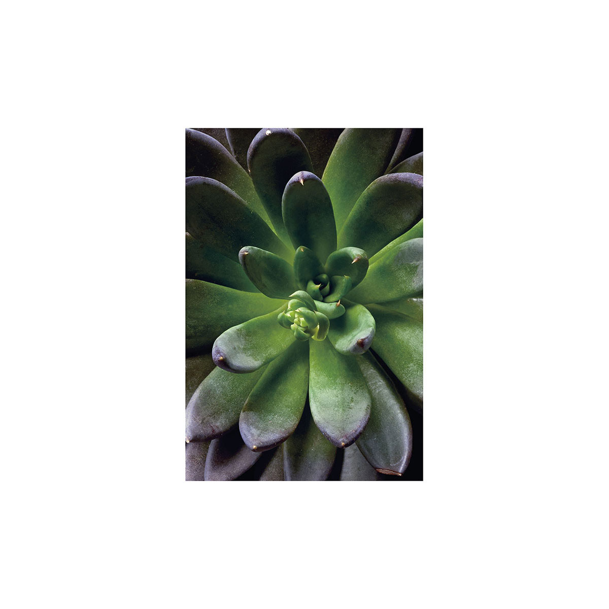 Komar  Wandbild Succulent Single 50x70 cm Bild 2