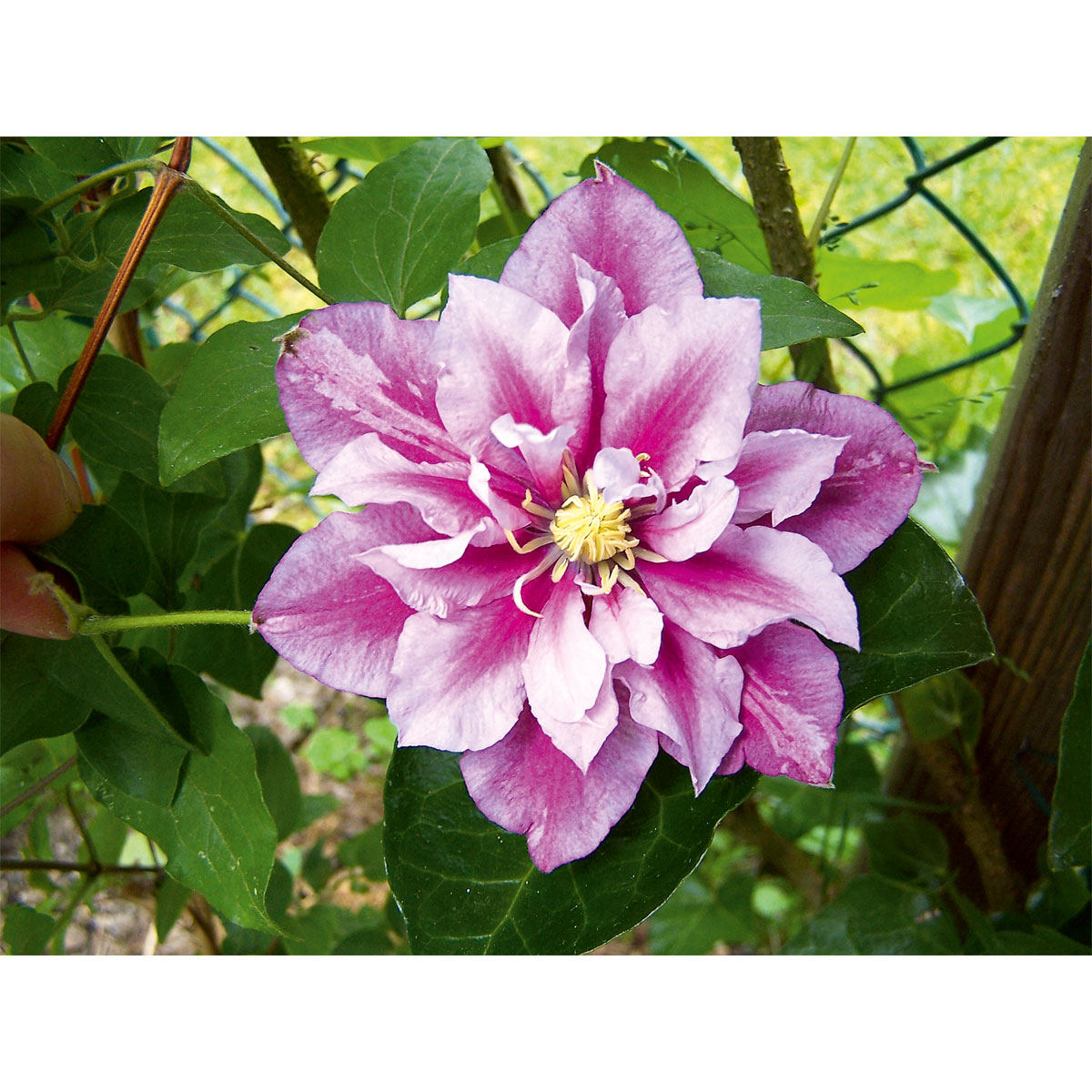 Plantiflor Waldrebe Piilu Topf Durchmesser 17 cm Bild 2