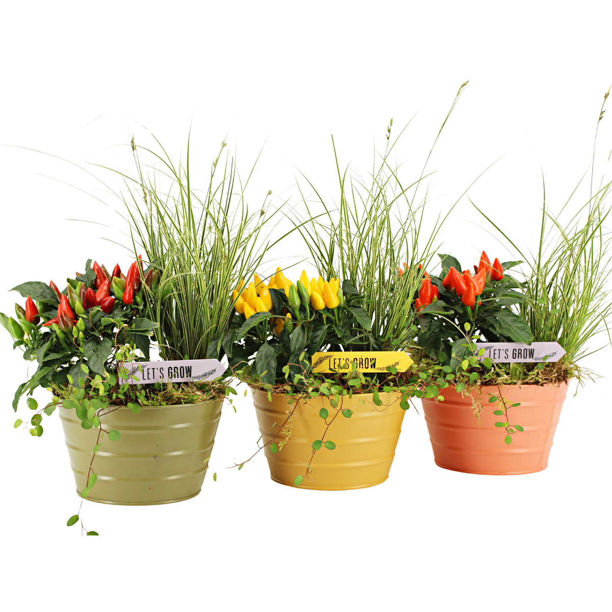 Bepflanzte Zinkschale Zierpfeffer & Ziergras Topf-Ø 17 cm