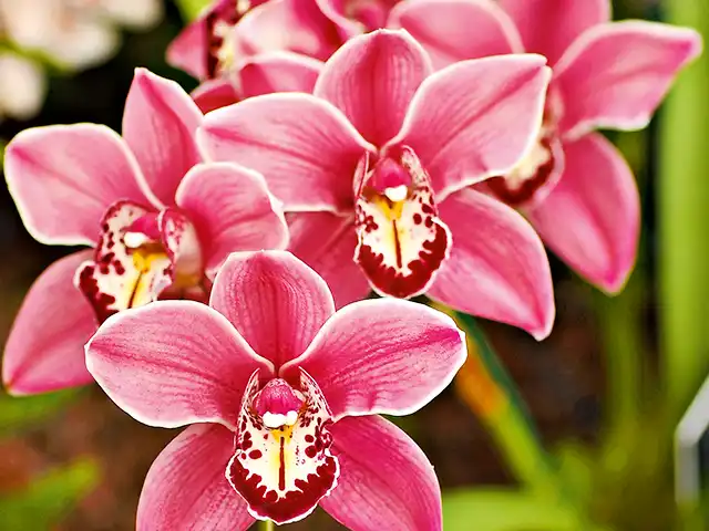 Blühende rosa Orchideen.