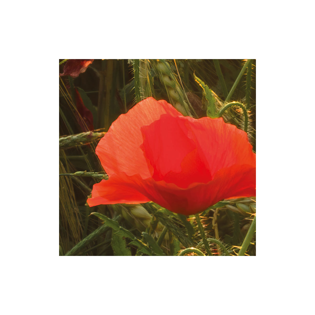 Komar  Vlies Fototapete Poppy World 250x280 cm Bild 3