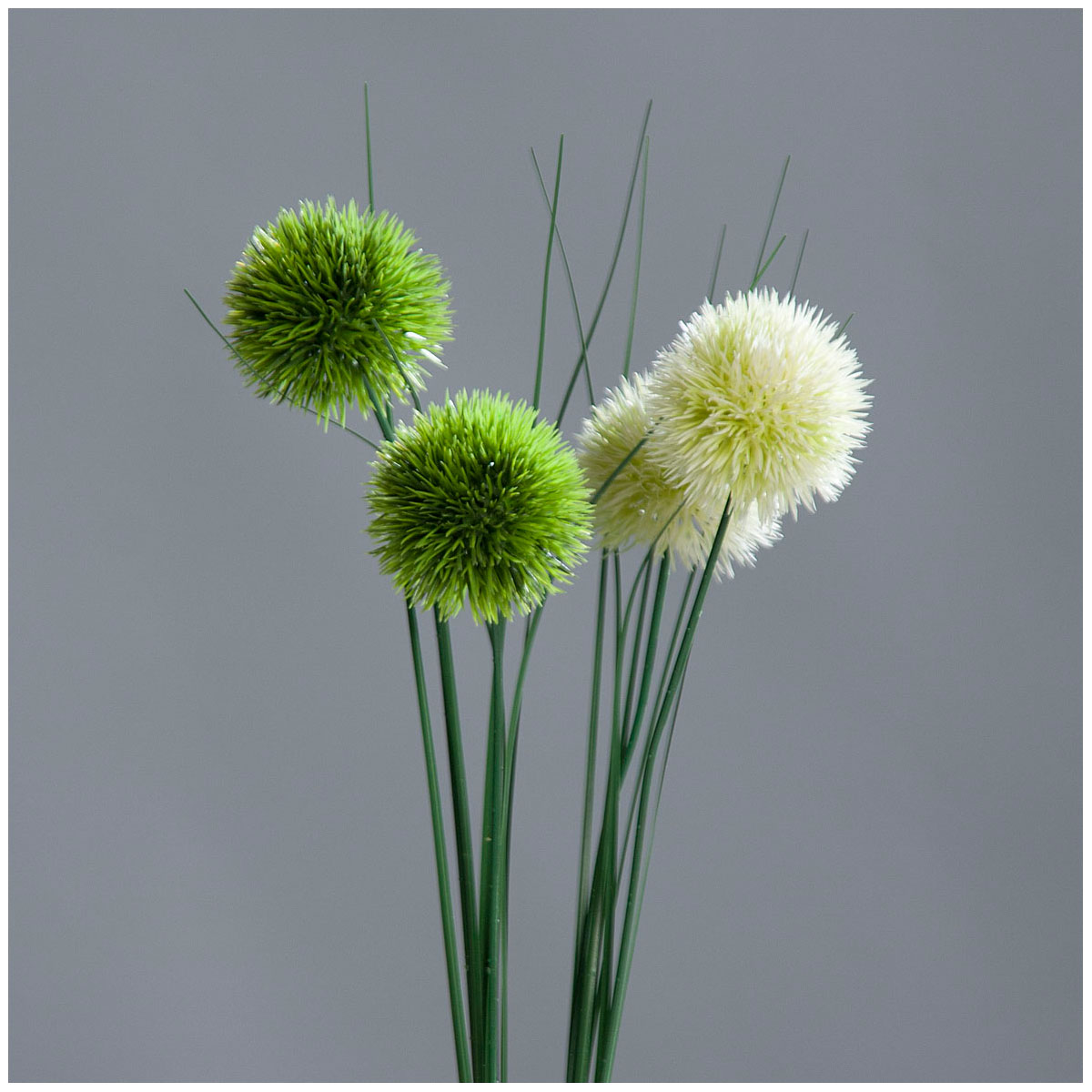 Allium 60 cm green und green-cream
