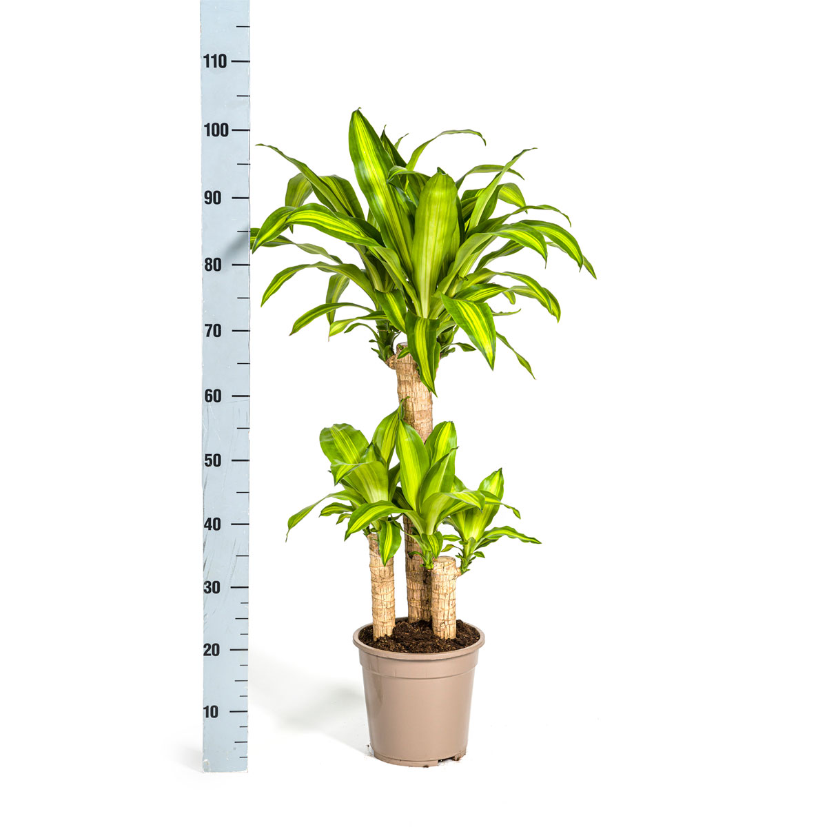 Duftender Drachenbaum „Massangeana“, Topf Ø 21 cm Bild 2