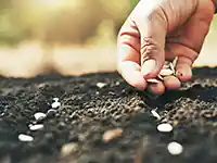Eine Hand pflanzt Samen in die Erde in einer sonnigen Gartenumgebung.