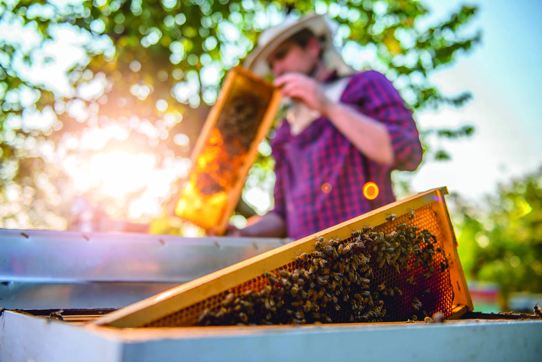 Ein Mann mit Imkerausrüstung im Hintergrund und ein Kämmerchen im Vordergrund