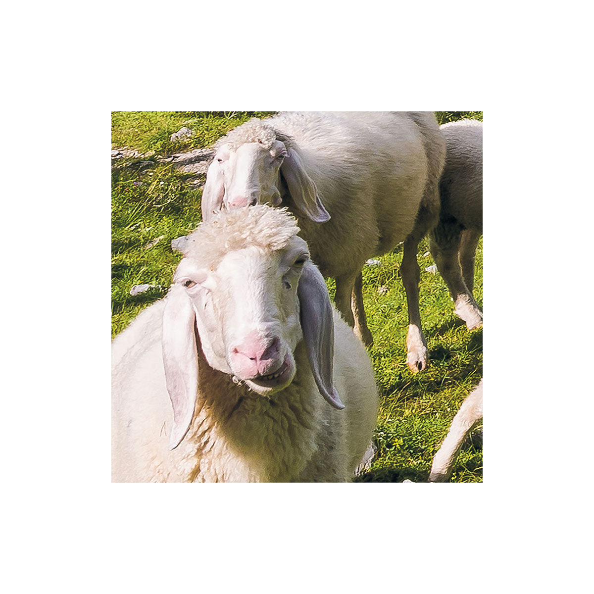 Komar  Vlies Fototapete Paradise Lake 400x250 cm Bild 4