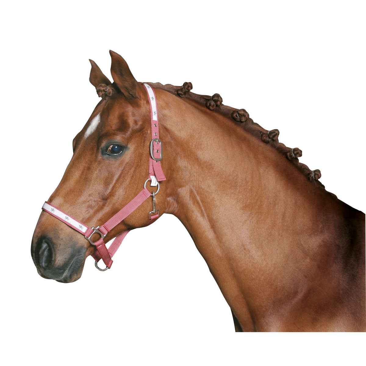 Mähnengummi schwarz 800 Stück Bild 1