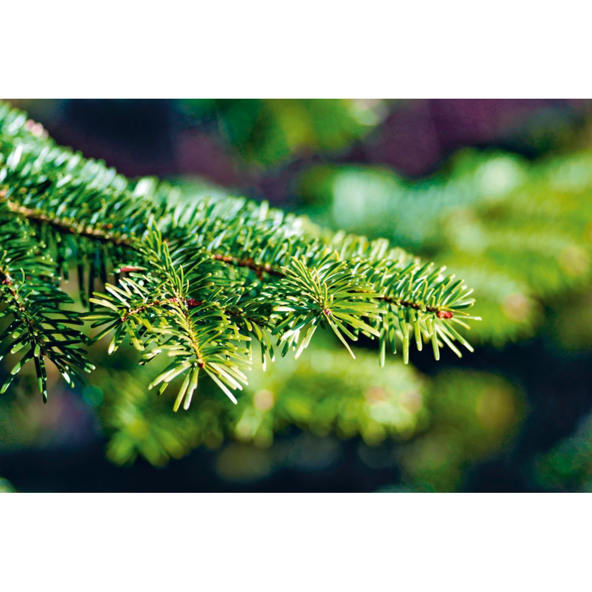 Nordmanntanne 120-140 cm topfgewachsen Bild 2