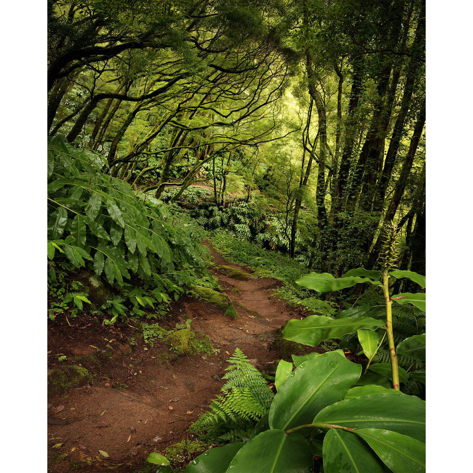 Komar  Vlies Fototapete The Path 200x250 cm Bild 2