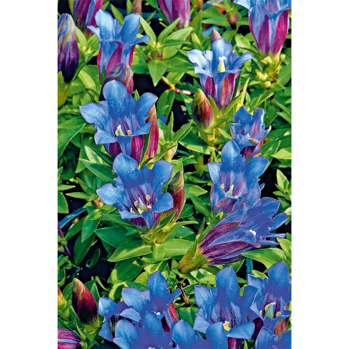 Plantiflor  Enzian blau Topf- Durchmesser 10,5 cm Bild 4