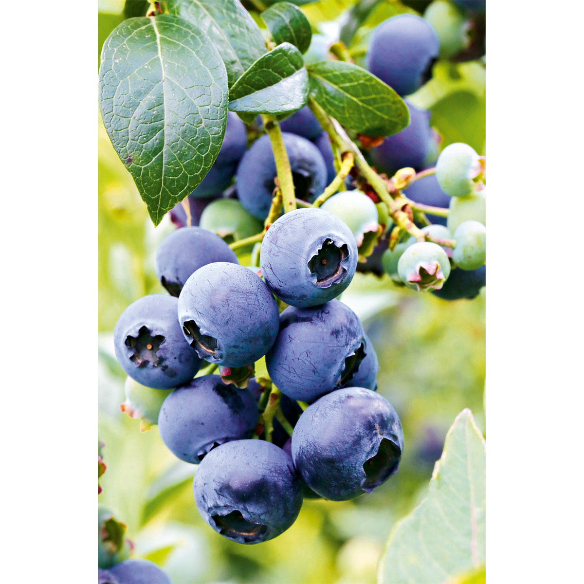 Plantiflor  Heidelbeere Goldtraube Topf- Durchmesser 19 cm Bild 2