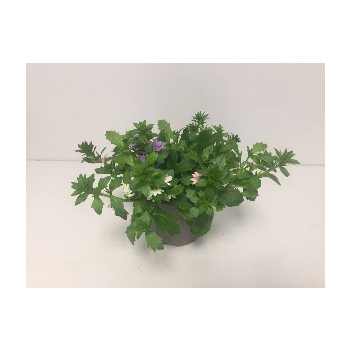 Plantiflor  Fächerblume Trio dreifarbig T12