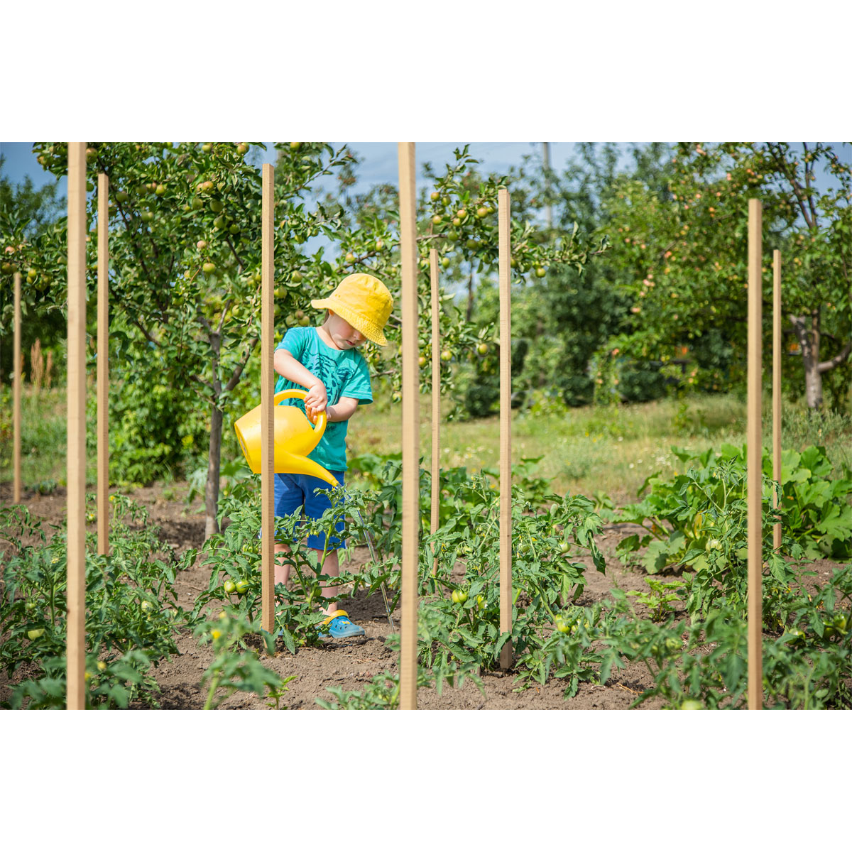 Pflanzstab gespitzt Robinie 25x25x1000mm