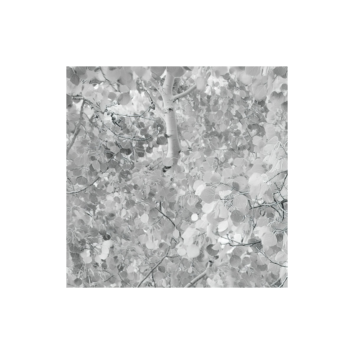 Komar  Vlies Fototapete Espenwald 450x280 cm Bild 7