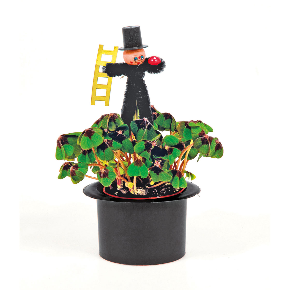 Plantiflor  Glücksklee Topf Durchmesser 6 cm