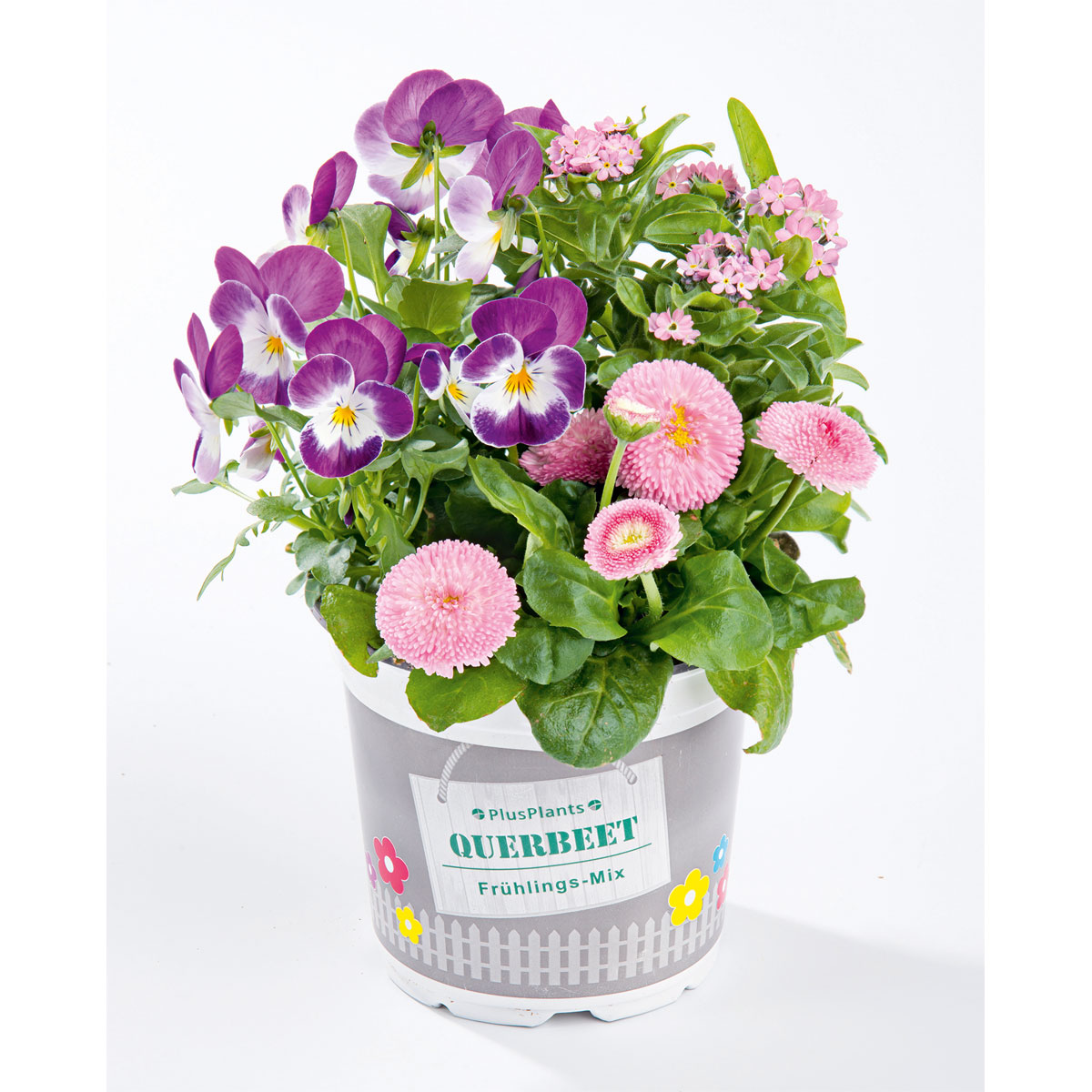 Plantiflor  Frühlings-Mix Topf Durchmesser 13 cm