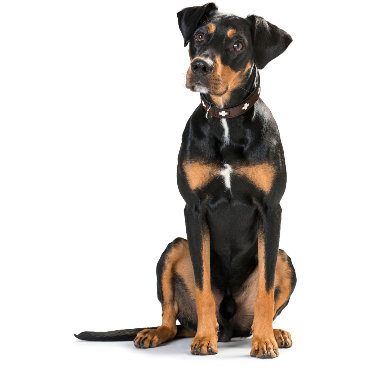 Hunter  Halsband Swiss nickel braun 32 Bild 4