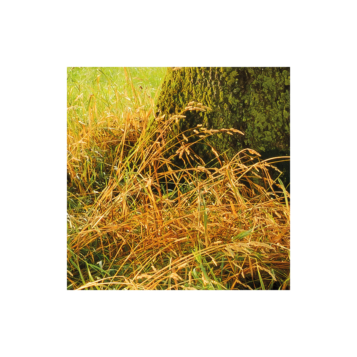 Komar  Vlies Fototapete The Magic Tree 450x280 cm Bild 6