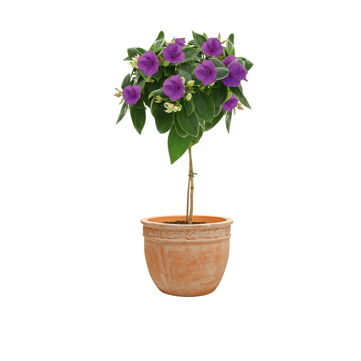 Haveson Terrakotta-Pflanzkübel Rosato Durchmesser 23 x 21 cm Bild 2