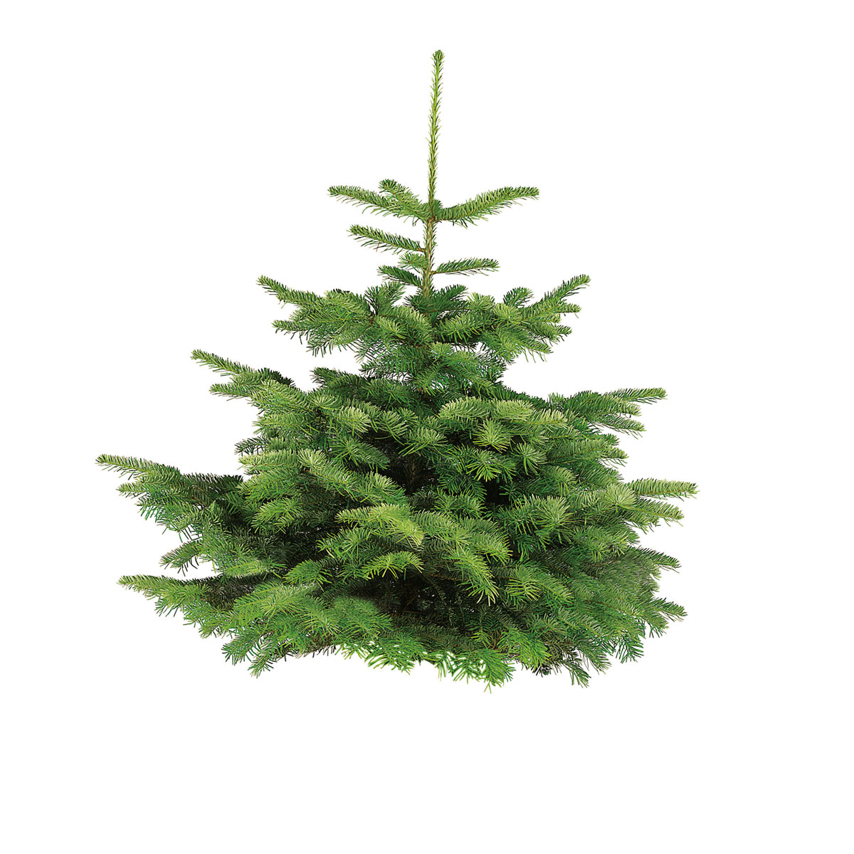 Plantiflor Nordmanntanne auf Holzkreuz 80-100 cm Bild 1