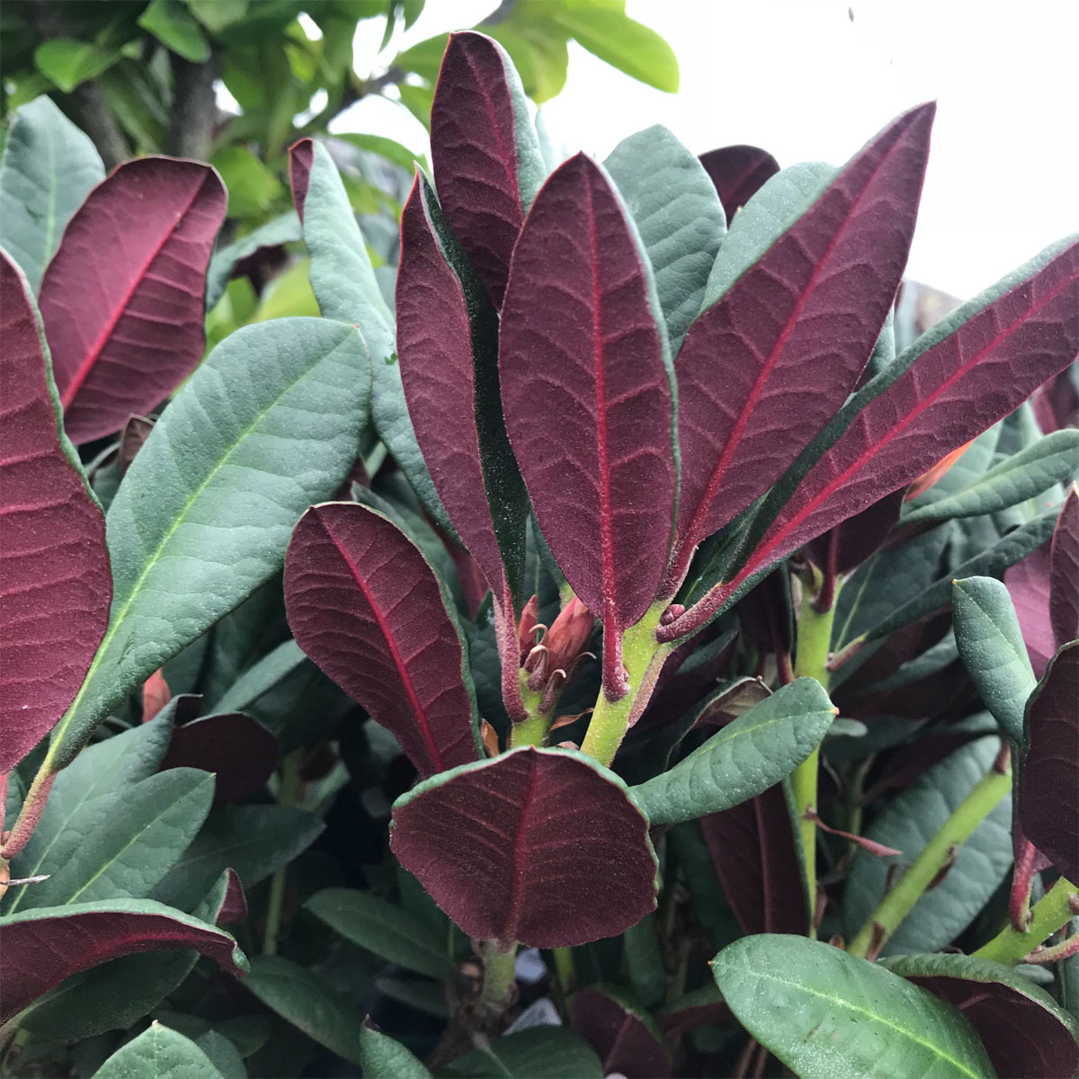 Plantiflor Alpenrose Wine und Roses Topf Durchmesser 23 cm