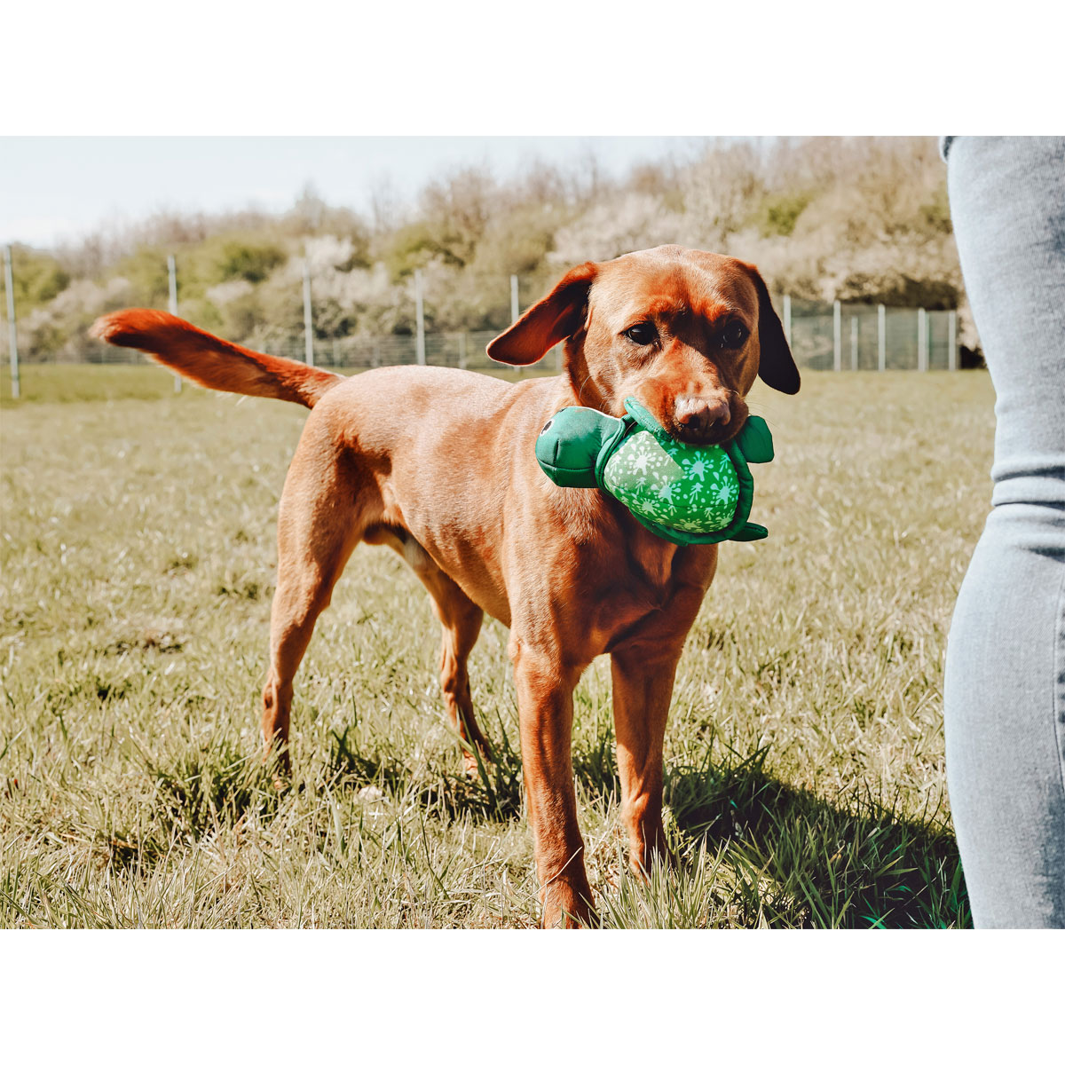 Hunter Wurf-Hundepielzeug Flingerz Schildkröte Splash Bild 8
