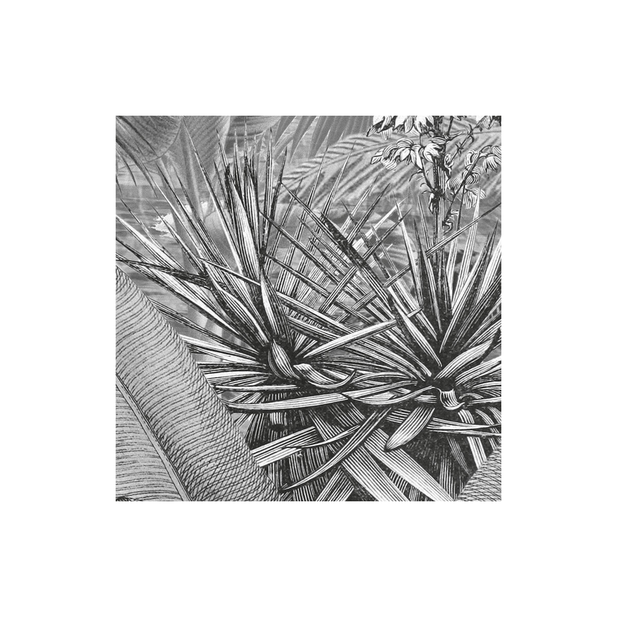 Komar  Vlies Fototapete Amazonia Black & White 400x250 cm Bild 7