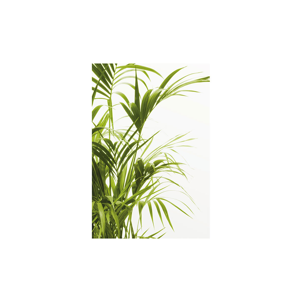 Komar  Wandbild Reed Leaves- 50x70 cm Bild 2