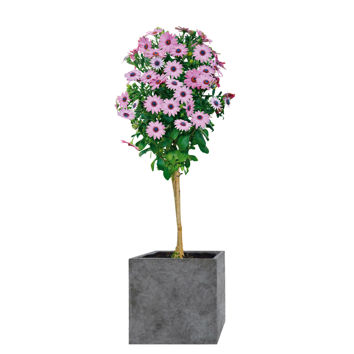 Haveson Pflanzgefäßserie Wiped Grey Bild 3