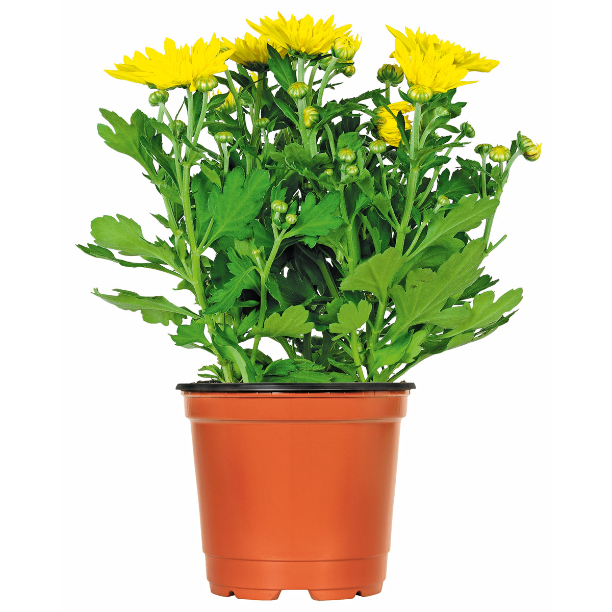 Plantiflor  Chrysantheme Eintrieber Topf Durchmesser 10,5 cm