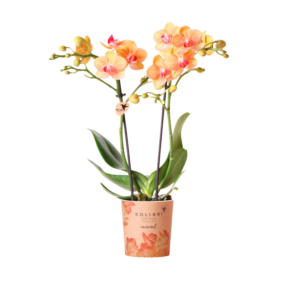 Plantiflor  Schmetterlingsorchidee Topf- Durchmesser 9 cm Bild 1