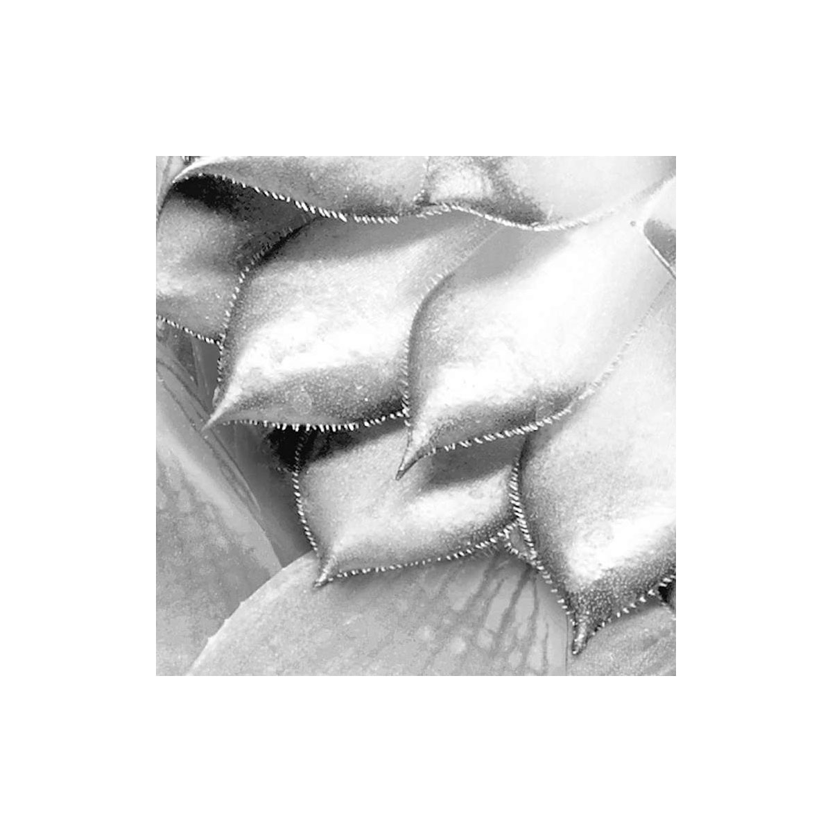 Komar  Vlies Fototapete Shades Black and White 400x250 cm Bild 8