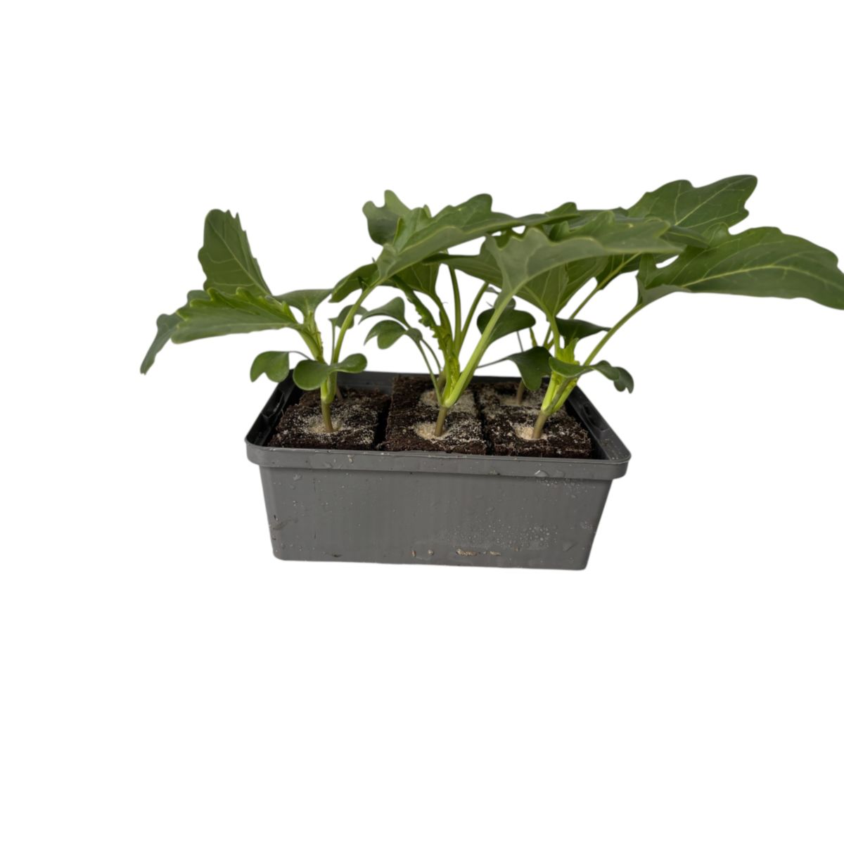 Plantiflor Gemüsejungpflanze Kohlrabi weiß 6er-Tray