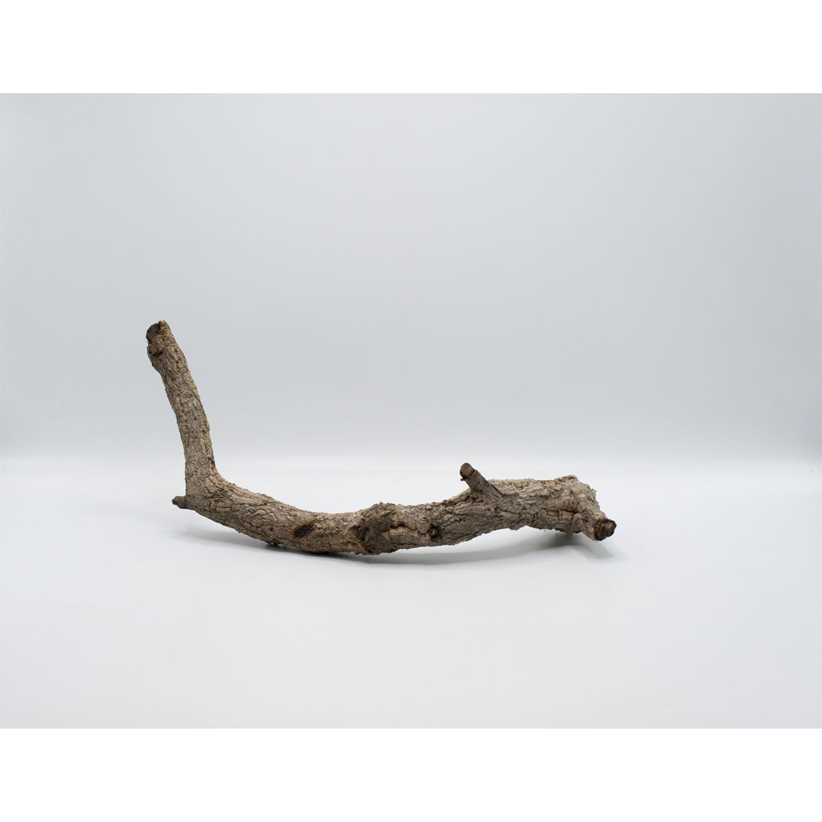 Tronchos/Korkäste 60-80 cm