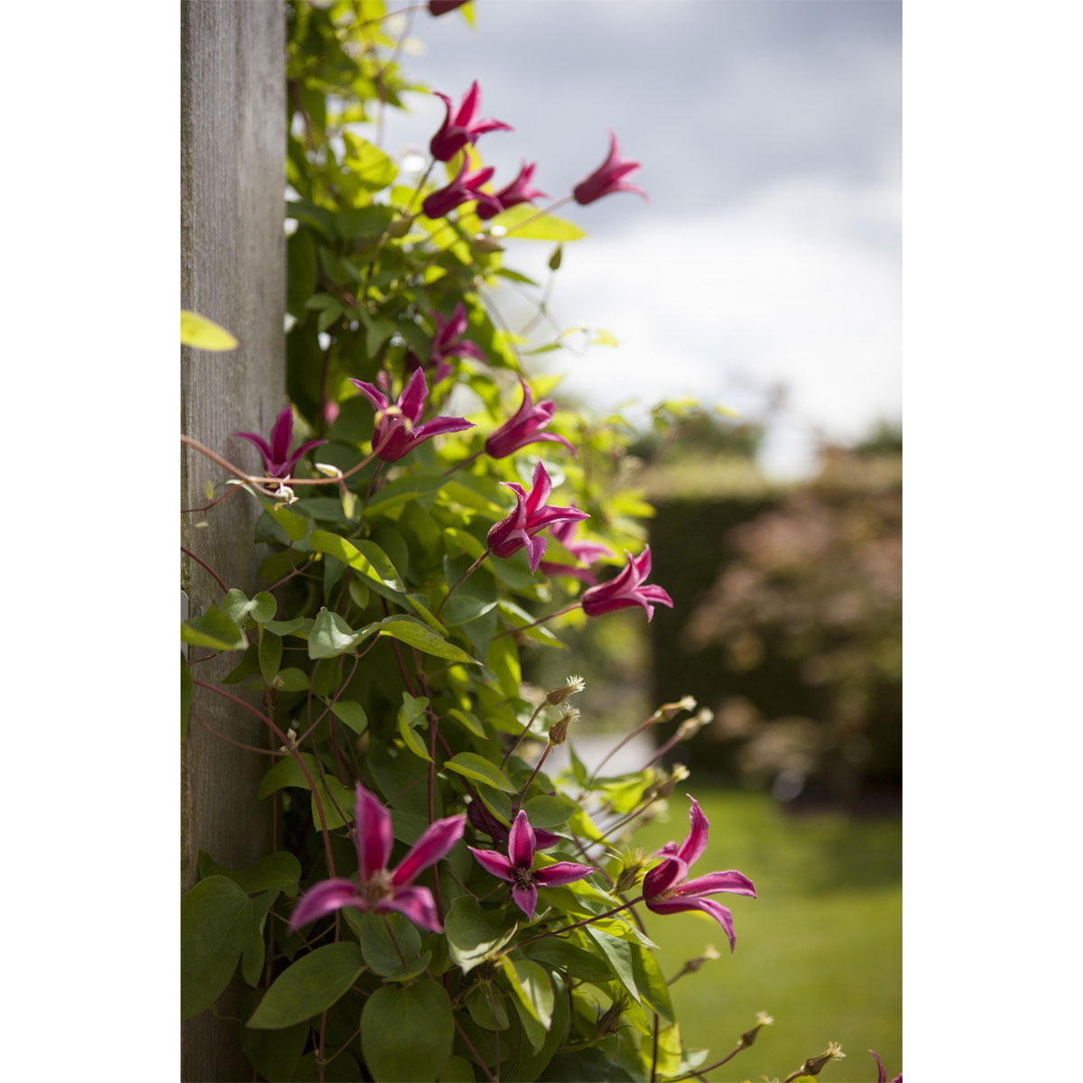 Plantiflor Waldrebe Princess Diana Topf Durchmesser 17 cm