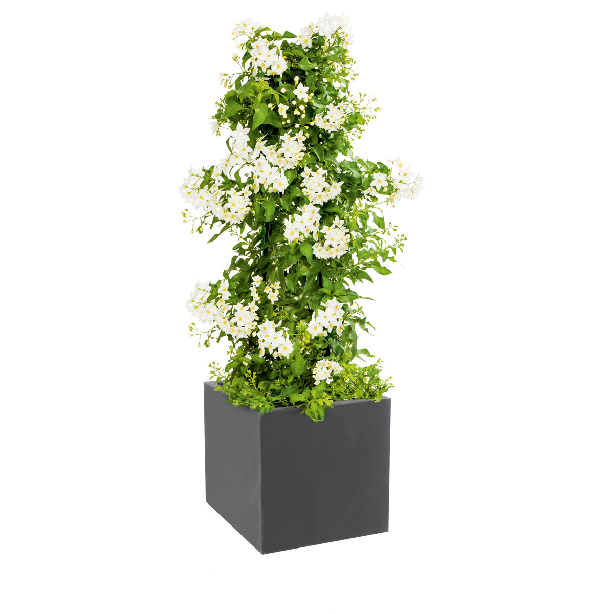 Plantiflor  Sommerjasmin Pyramide Topf Durchmesser 19 cm Bild 2