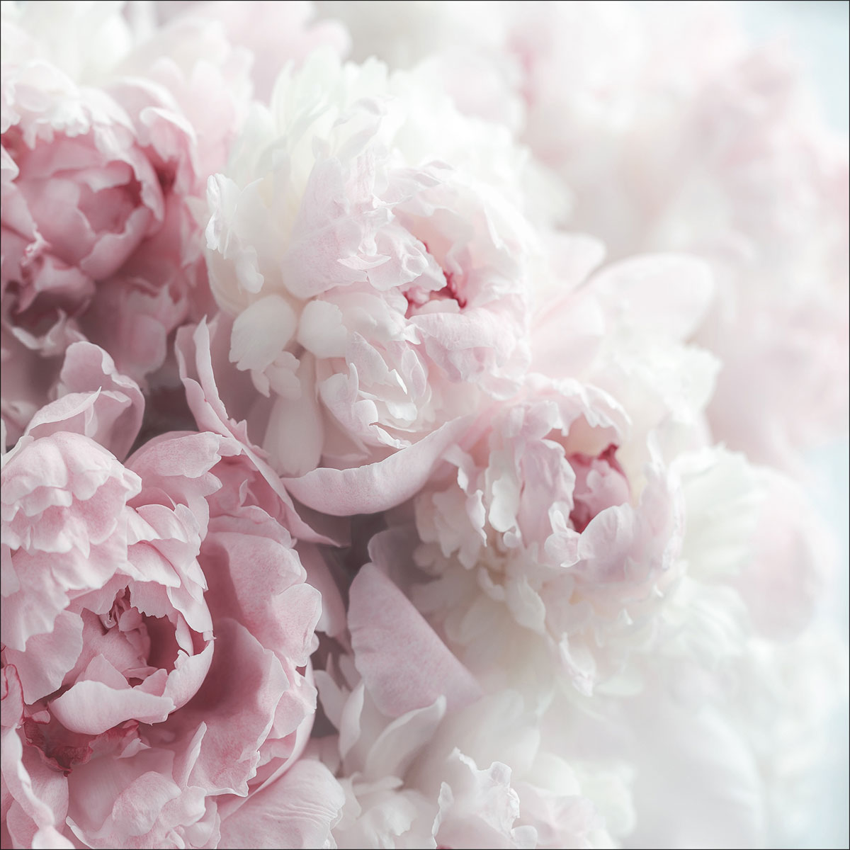 Kunstleinwand AN1253J5 50 x 50