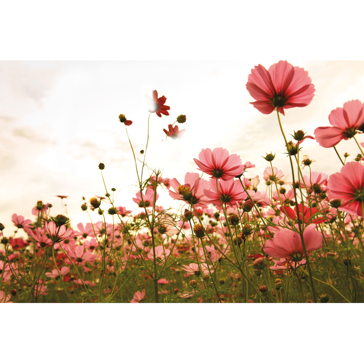 Vincent Wandfarbe Edle Farben Sonnentaler 2,5 L Bild 4