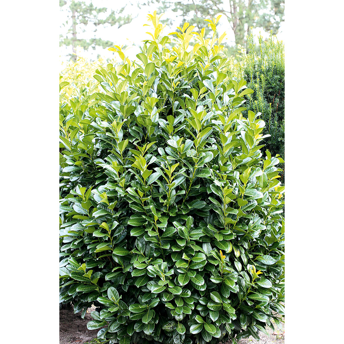 Plantiflor  Kirschlorbeer 40-50 cm Bild 2