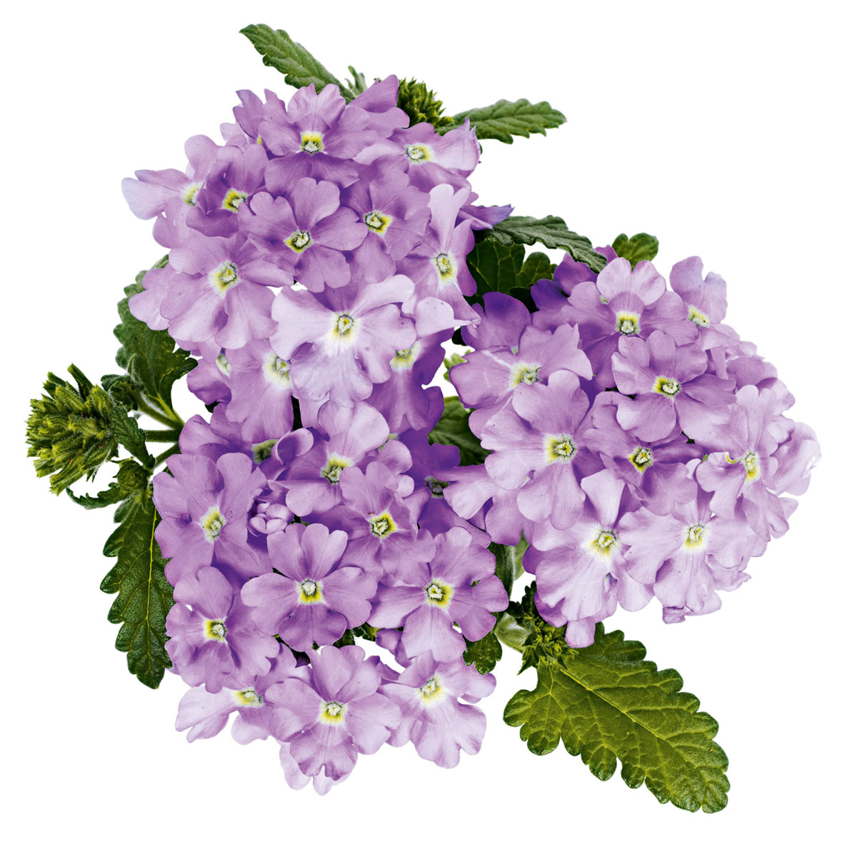 Plantiflor  Verbene Temari weiß und rosa/rot T10,5 Bild 4