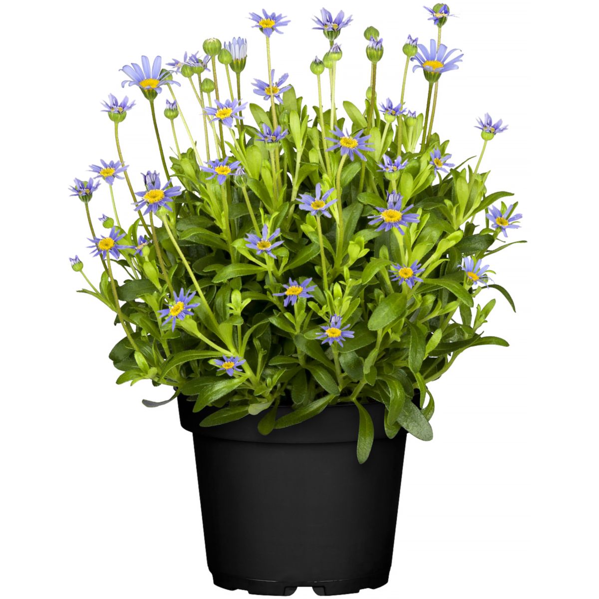 Plantiflor Felicia Amelloides 11 cm Topf