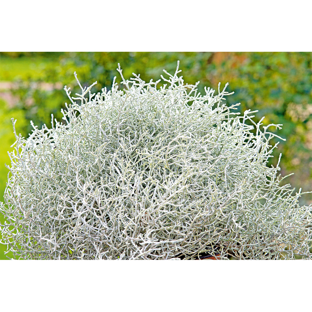 Plantiflor  Silberkörbchen Topf Durchmesser 10,5 cm Bild 2