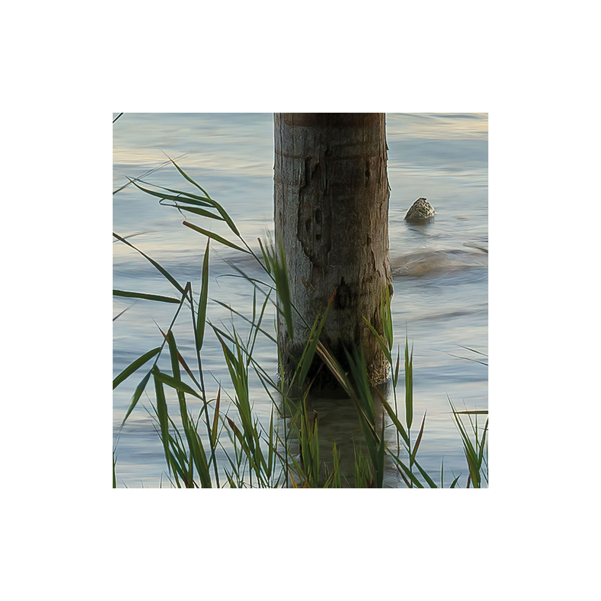 Komar  Vlies Fototapete Pastell 450x280 cm Bild 3