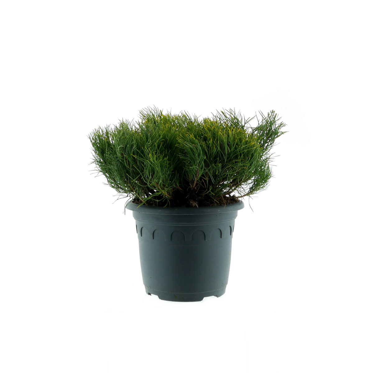 Plantiflor Zwerg-Kiefer Topf Durchmesser 23 cm