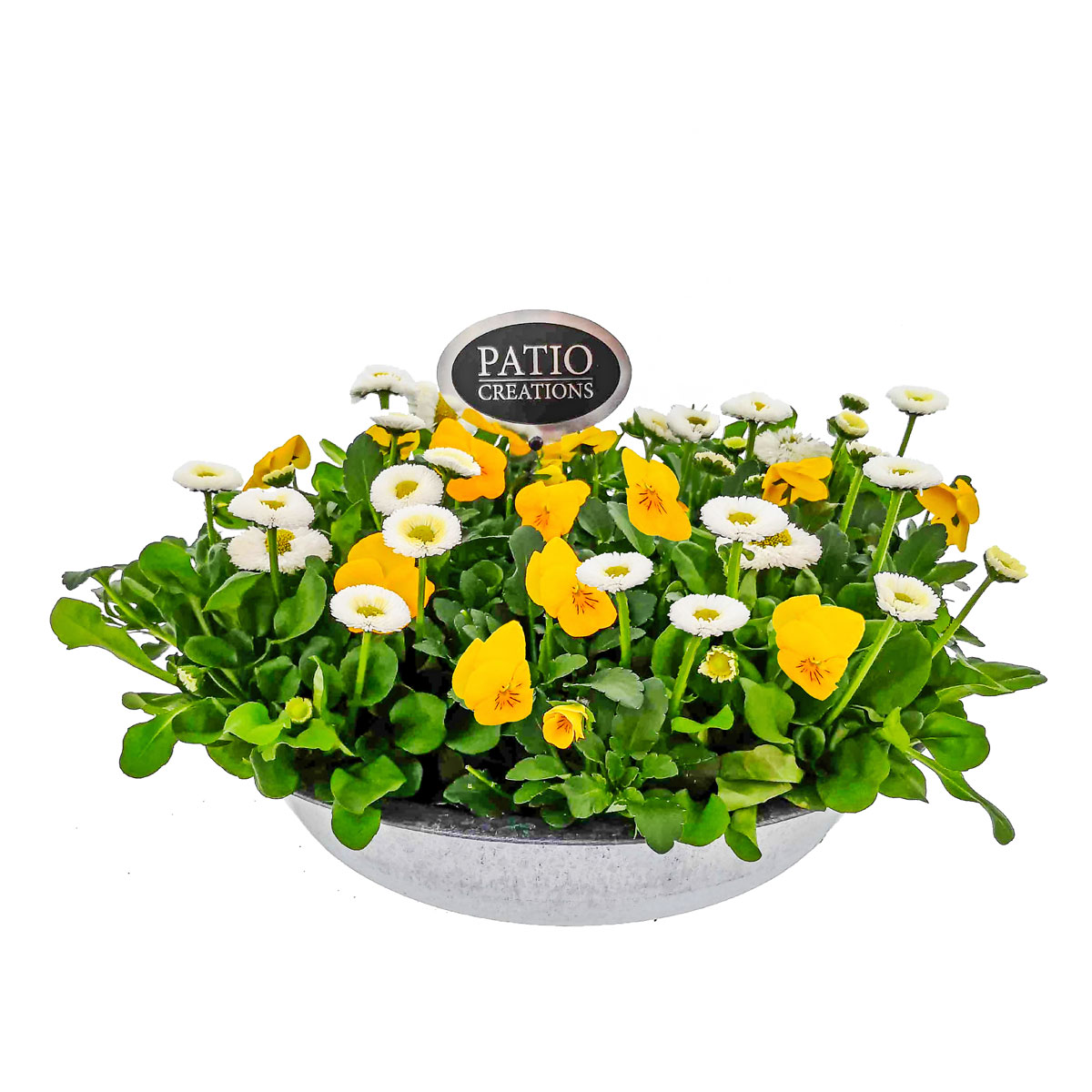 Plantiflor  Bepflanzte Zinkschale mit Oster-Deko Bild 1