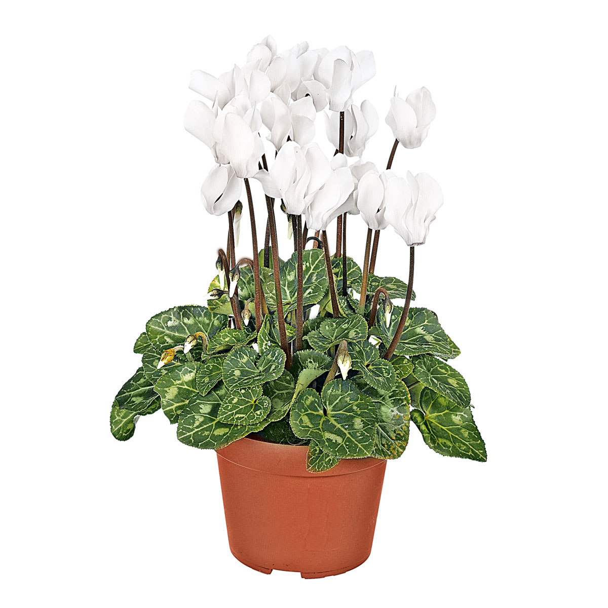 Plantiflor  Alpenveilchen Topf Durchmesser 10,5 cm Bild 1